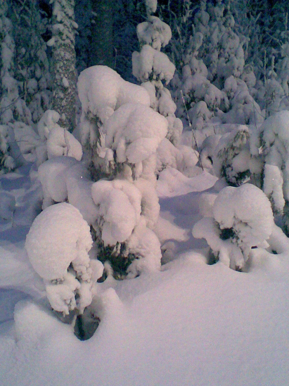 Lumisia
puita