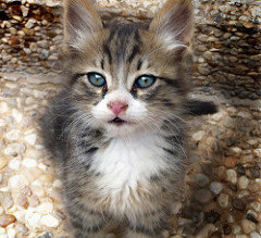 A fluffy cat