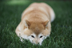 A Cute Shibainu