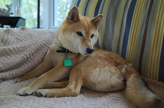 A Really Cute Shibainu